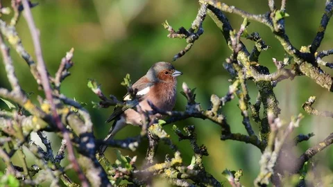 Chaffinch sing from the apple tree, spring Stock Footage 116168986