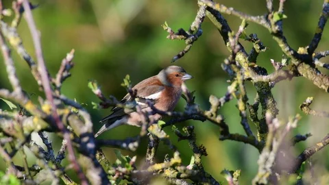 Chaffinch sing from the apple tree, spring Stock Footage 116232914