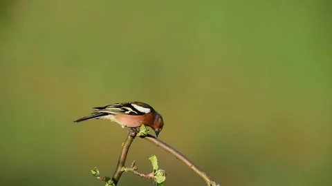 Chaffinch sing her song Stock Footage 77333534