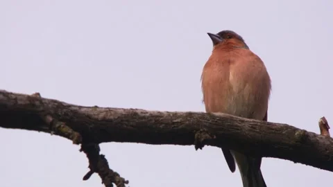 Chaffinch singing on branch Stock Footage 330452124