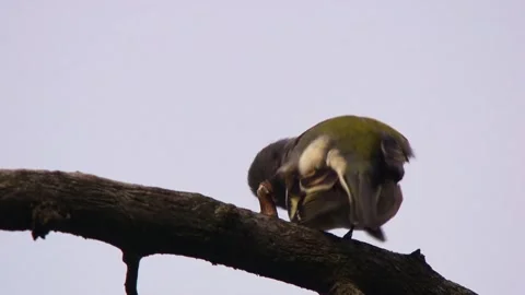 Chaffinch singing on branch Stock Footage 330452125