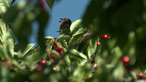 Chaffinch singing in a cherry tree Stock Footage 205518970