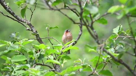 Chaffinch singing Stock Footage 134154577