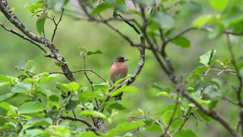 Chaffinch singing Stock Footage 134154644