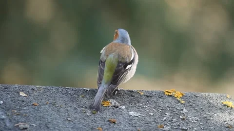 Chaffinch singing on the roof Vídeos de archivo 291315051