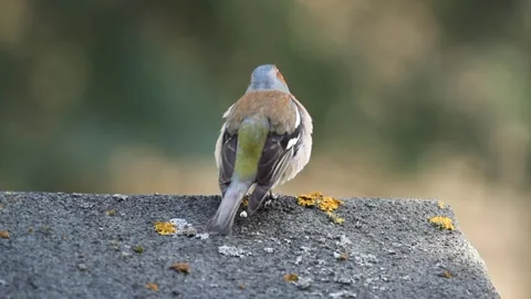 Chaffinch singing on the roof Stock Footage 291315060
