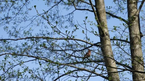 The chaffinch sings Video stock 116792626