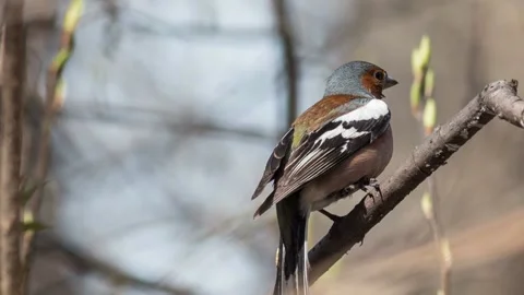 The chaffinch  sits on a tree branch Stock Footage 89126931