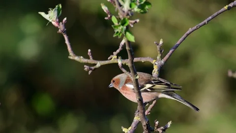 Chaffinch sitting in the apple tree, spring Stock Footage 116104469