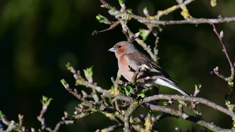Chaffinch sitting in the apple tree, spring Stock Footage 116230459