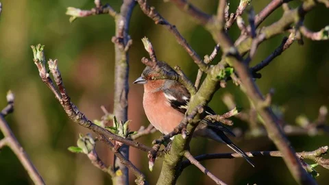 Chaffinch sitting in the apple tree, spring Stock Footage 116233081