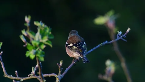 Chaffinch sitting on the apple tree, spring Stock Footage 116529846
