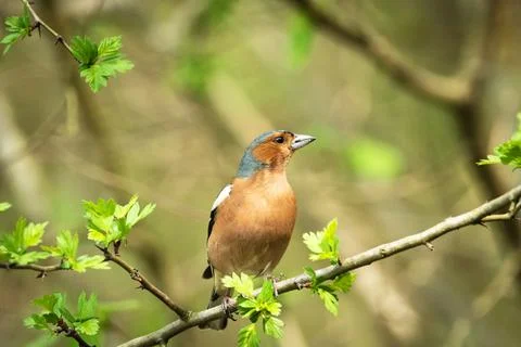 A chaffinch is sitting on a branch Stock Photos