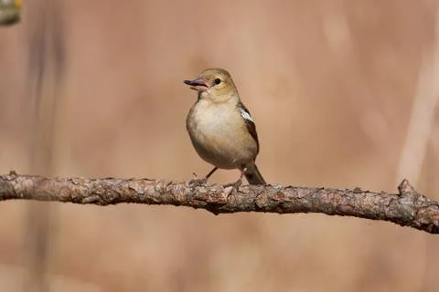 Chaffinch is sitting on a thin sprig of leafworms with sunflower seeds in its Stock Photos