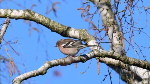 Chaffinch sitting in the tree and look, spring Stock Footage 116162330