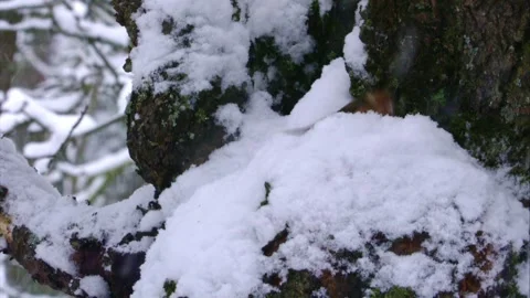 Chaffinch on snow-covered branch in snowfall Stock Footage 320053722