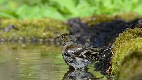Chaffinch is swimming. Stock Footage 76361259