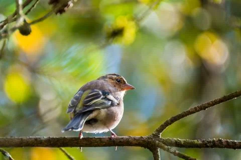 Chaffinch on a tree branch Stock Photos