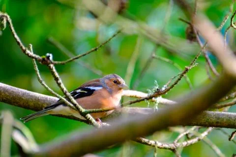 Chaffinch on a tree branch Stock Photos