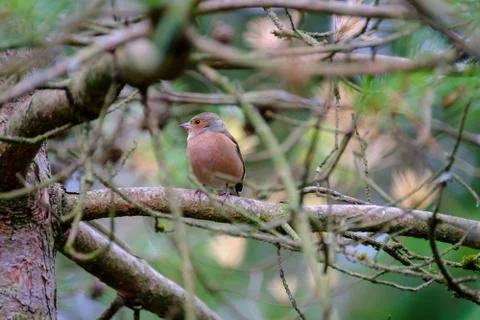 Chaffinch on a tree branch Stock Photos