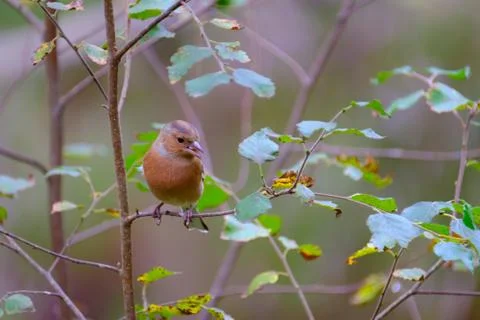 Chaffinch on a tree branch Stock Photos