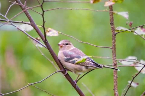 Chaffinch on a tree branch Stock Photos