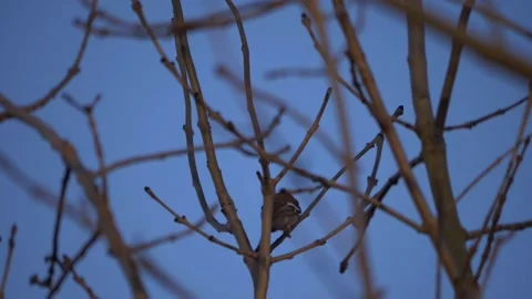 Chaffinch in tree branches against blue sky Video stock 151417352