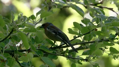 Chaffinch on a tree Stock Footage 205518949