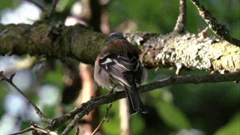 Chaffinch on a tree Stock Footage 205519012