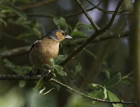 Chaffinch in Tree Foto stock