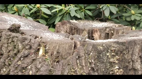 Chaffinch on tree stump feeding on the seeds at Clumber Park Stock Footage 284761489