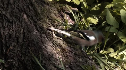 Chaffinch on a tree trunk Stock Footage 205518891