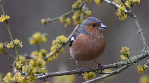 Chaffinch in tree with yellow flowers Stock Footage 121800141