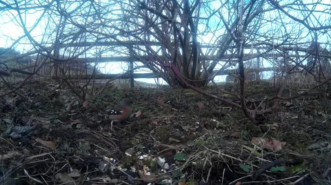 Chaffinches in shrubbery 06 Stock Footage 47218498