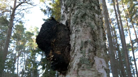 A chaga mushroom on a birch tree Stock Footage 45201027