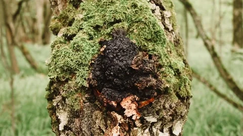 Chaga mushroom growing on the birch tree trunk on summer forest Stock Footage 165028346