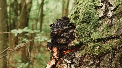 Chaga mushroom growing on the birch tree trunk on summer forest Stock Footage 165028352