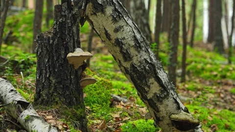 The chaga mushroom growing on a birch tree. Birch mushroom. Stock Footage 345654511