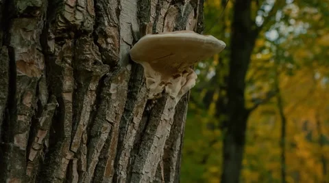 Chaga mushroom on a tree trunk Stock Footage 62945699
