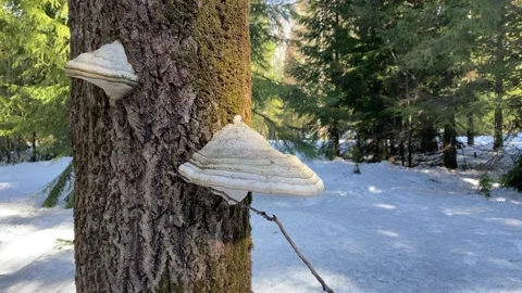 Chaga mushroom on a tree in the winter forest. Stock Footage 152158388