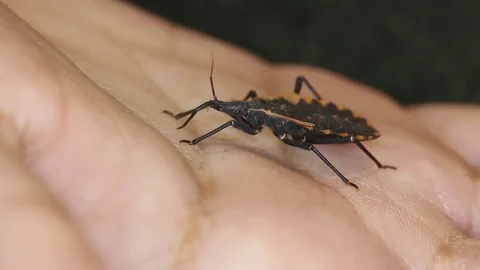 Chagas bug crawling on human hand; human diseases travel 動画素材 75049040
