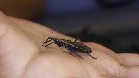 Chagas bug drinking human blood; chagas transmission Vídeos de archivo 75048606