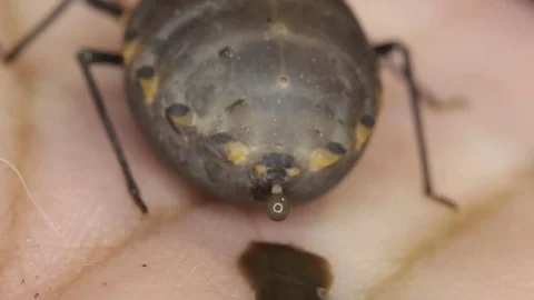 Chagas bug excreting on human hand/skin Video stock 75048301