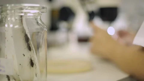 Chagas disease Stock Footage 76914172