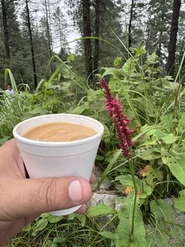 Chai in the Forest Stock Photos
