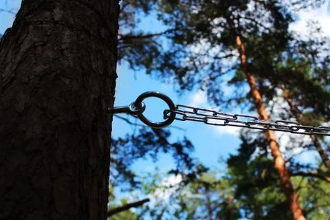 Chain and ring to the pine for fixing a person and flogging. concept of sadom Stock Photos