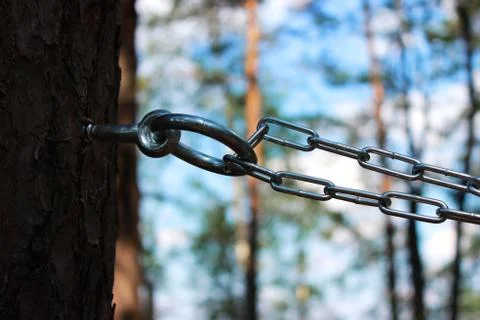 Chain and ring to the pine for fixing a person and flogging. concept of sadom Stock Photos