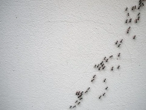The chain of ants close-up Stock Photos