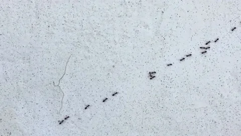 Chain of ants closeup, which run on the rough wall Stock Footage 156672843