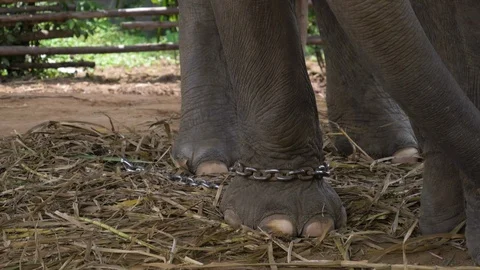 Chain Around Elephant Leg Stock Footage 120545923
